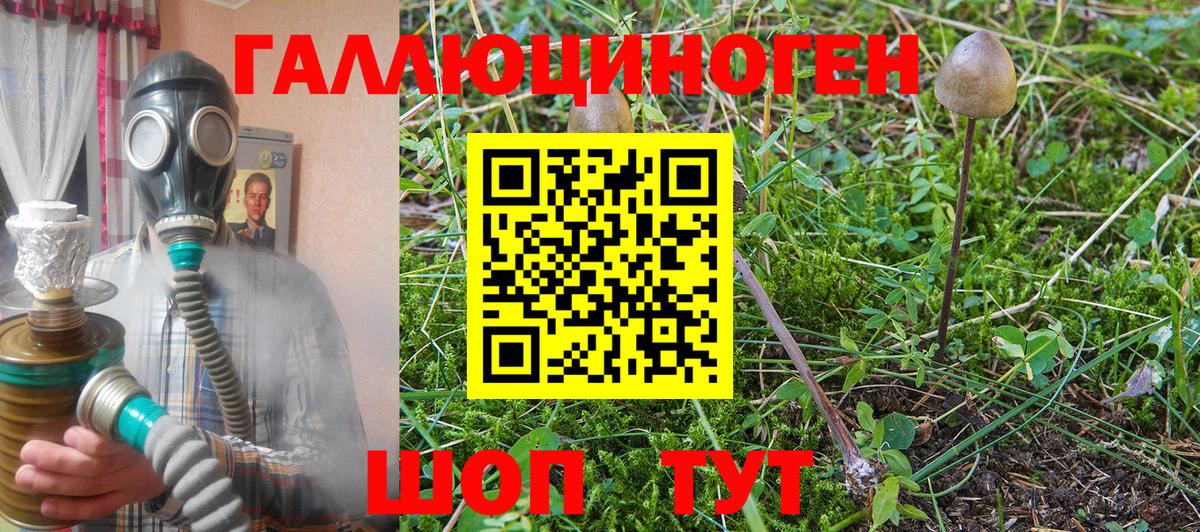 Псилоцибиновые грибы GOLDEN TEACHER  Псилоцибиновые грибы GOLDEN TEACHER  Буйнакск 